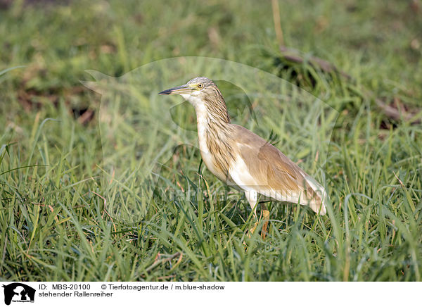 stehender Rallenreiher / standing Squacco Heron / MBS-20100