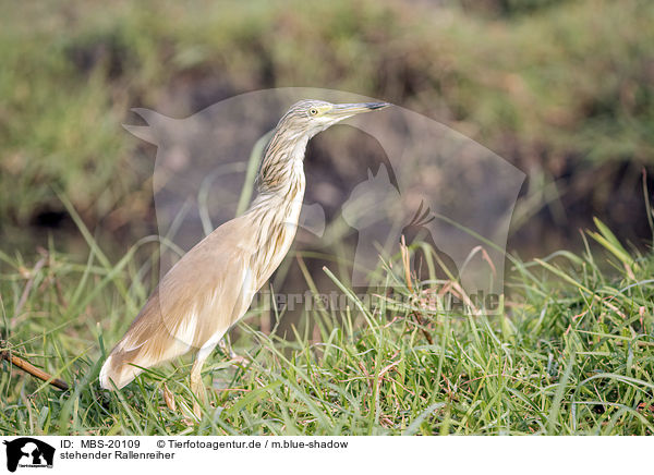 stehender Rallenreiher / MBS-20109