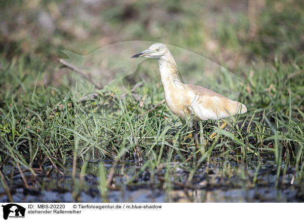 stehender Rallenreiher / standing Squacco Heron / MBS-20220