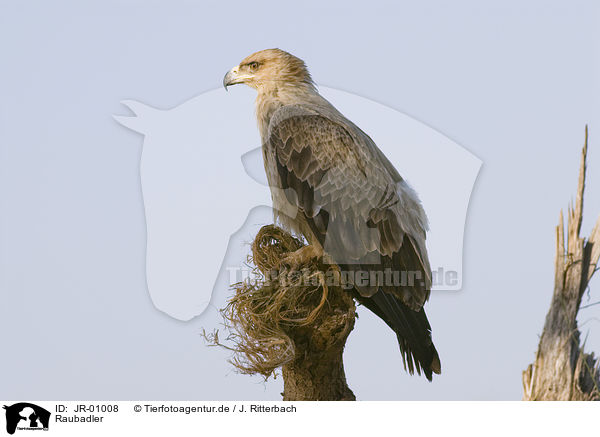 Raubadler / tawny eagle / JR-01008