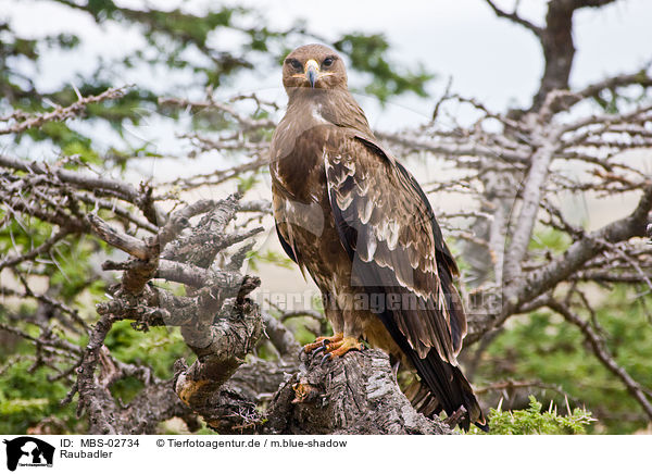 Raubadler / tawny eagle / MBS-02734