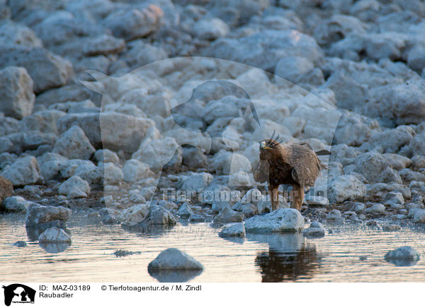 Raubadler / tawny eagle / MAZ-03189