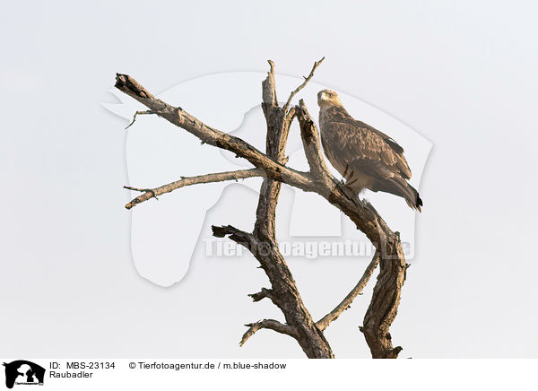 Raubadler / tawny eagle / MBS-23134