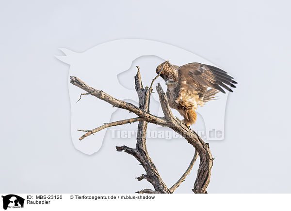 Raubadler / tawny eagle / MBS-23120