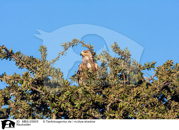 Raubadler / MBS-25805