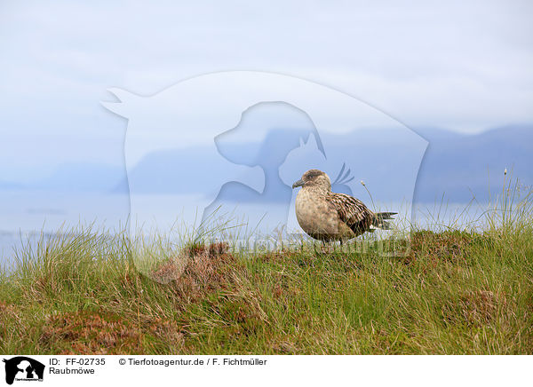 Raubmwe / skua / FF-02735