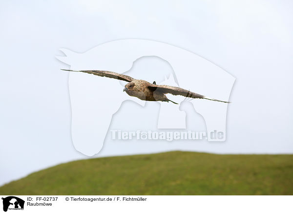 Raubmwe / skua / FF-02737