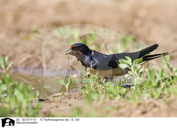 Rauchschwalbe / chimney swallow / SO-01713