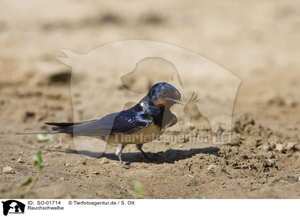 Rauchschwalbe / chimney swallow / SO-01714