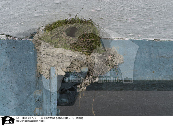 Rauchschwalbennest / THA-01770