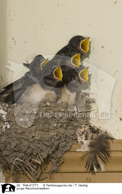 junge Rauchschwalben / young barn swallows / THA-01771