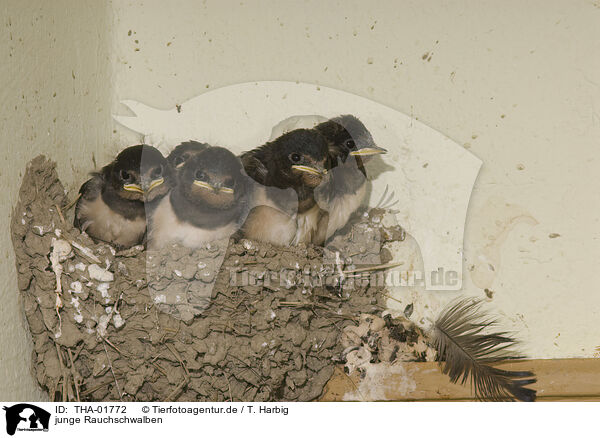 junge Rauchschwalben / THA-01772