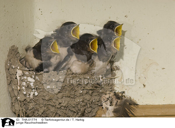 junge Rauchschwalben / THA-01774