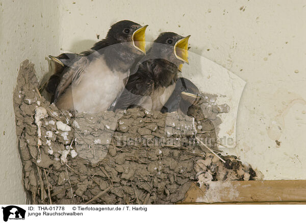 junge Rauchschwalben / young barn swallows / THA-01778