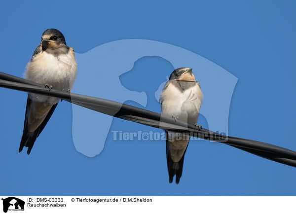 Rauchschwalben / barn swallows / DMS-03333