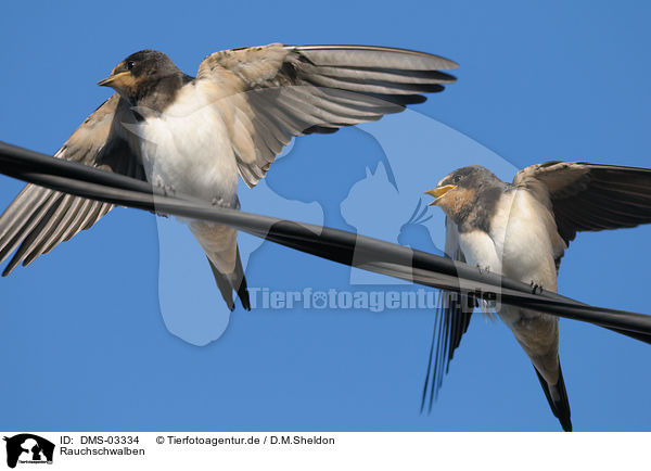 Rauchschwalben / barn swallows / DMS-03334