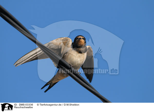 Rauchschwalbe / barn swallow / DMS-03336