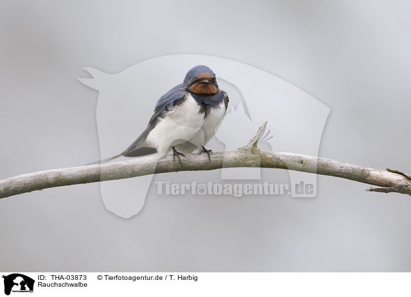 Rauchschwalbe / barn swallow / THA-03873