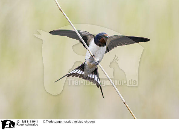 Rauchschwalbe / barn swallow / MBS-13641