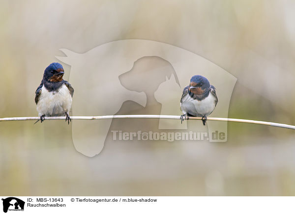 Rauchschwalben / barn swallows / MBS-13643