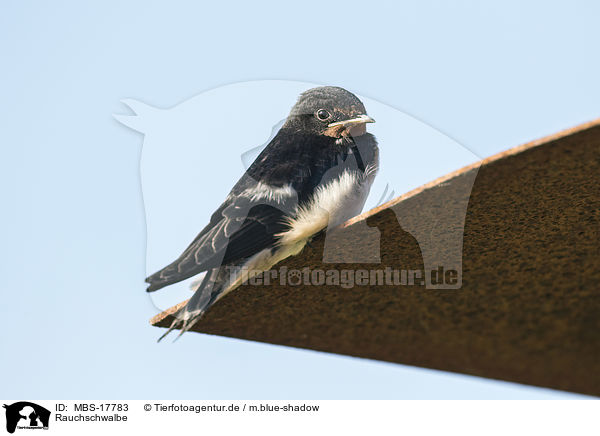 Rauchschwalbe / barn chimney / MBS-17783