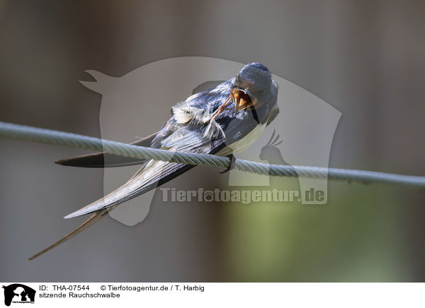 sitzende Rauchschwalbe / sitting Barn Swallow / THA-07544