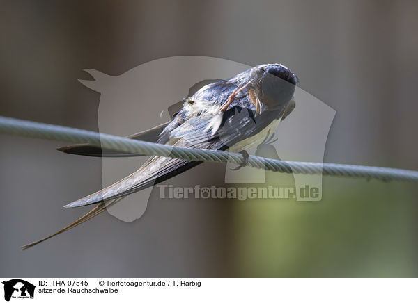 sitzende Rauchschwalbe / sitting Barn Swallow / THA-07545