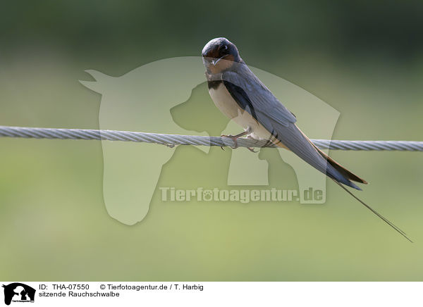 sitzende Rauchschwalbe / sitting Barn Swallow / THA-07550