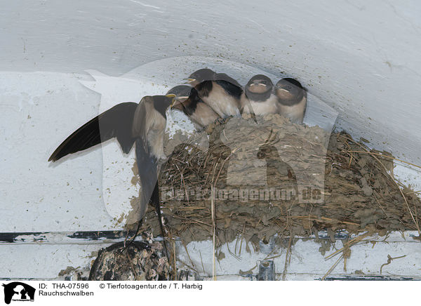 Rauchschwalben / Barn Swallows / THA-07596