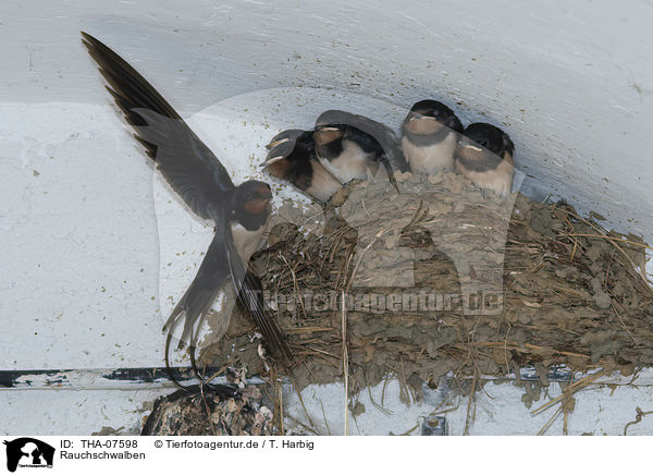 Rauchschwalben / Barn Swallows / THA-07598