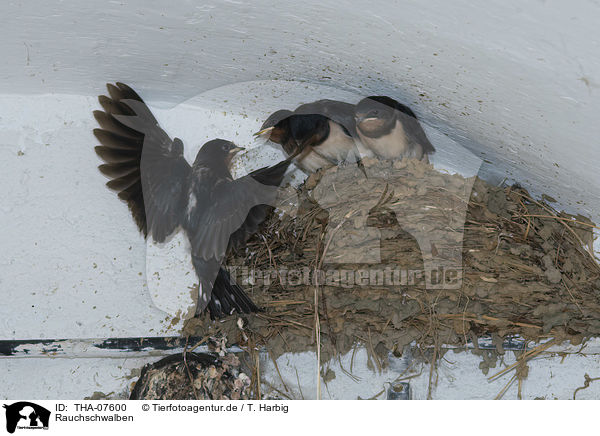 Rauchschwalben / Barn Swallows / THA-07600