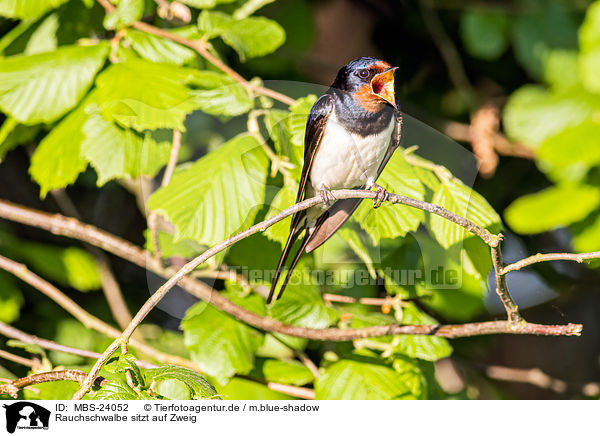 Rauchschwalbe sitzt auf Zweig / Barn swallow sitting on branch / MBS-24052