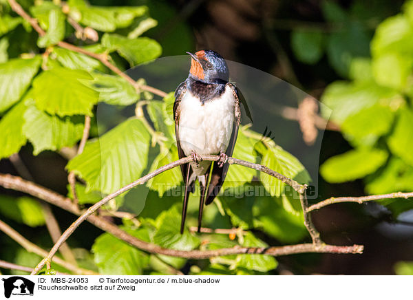 Rauchschwalbe sitzt auf Zweig / Barn swallow sitting on branch / MBS-24053