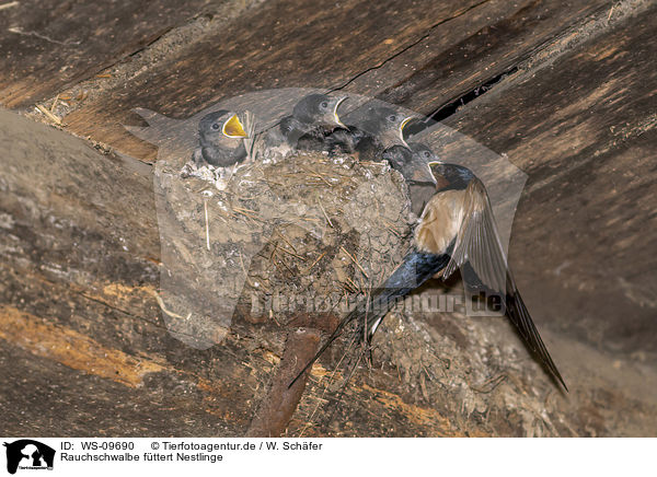 Rauchschwalbe fttert Nestlinge / Barn swallow feeds nestlings / WS-09690