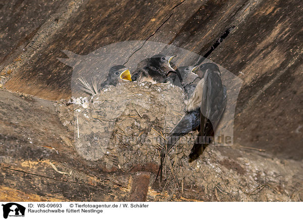 Rauchschwalbe fttert Nestlinge / Barn swallow feeds nestlings / WS-09693