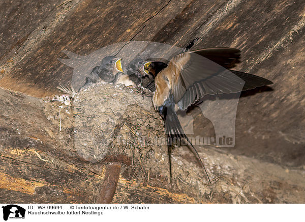 Rauchschwalbe fttert Nestlinge / Barn swallow feeds nestlings / WS-09694