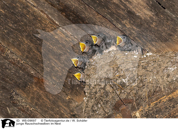 junge Rauschschwalben im Nest / young barn swallows in the nest / WS-09697