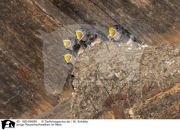 junge Rauschschwalben im Nest / WS-09699