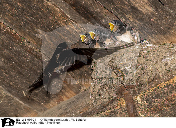 Rauchschwalbe fttert Nestlinge / Barn swallow feeds nestlings / WS-09701