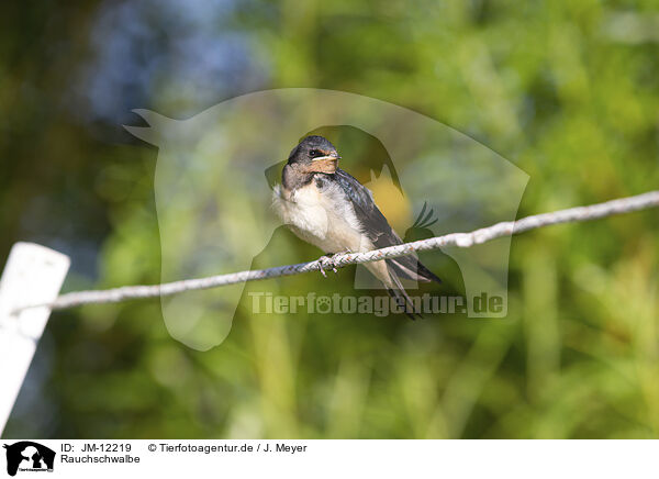 Rauchschwalbe / barn swallow / JM-12219