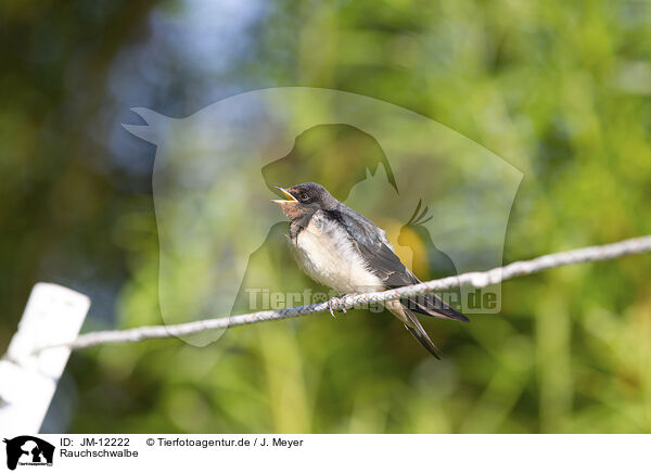 Rauchschwalbe / barn swallow / JM-12222