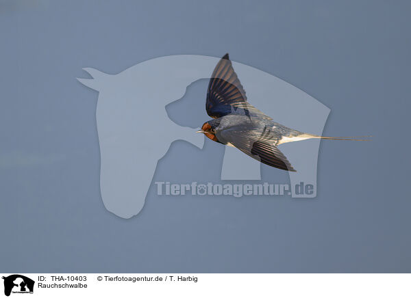 Rauchschwalbe / barn swallow / THA-10403