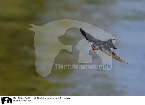 Rauchschwalbe / barn swallow / THA-10422