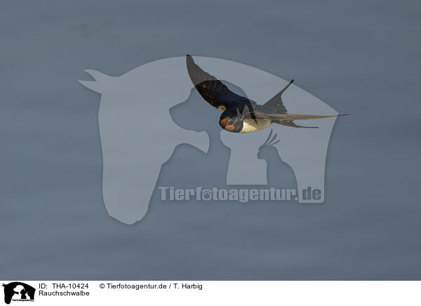Rauchschwalbe / barn swallow / THA-10424
