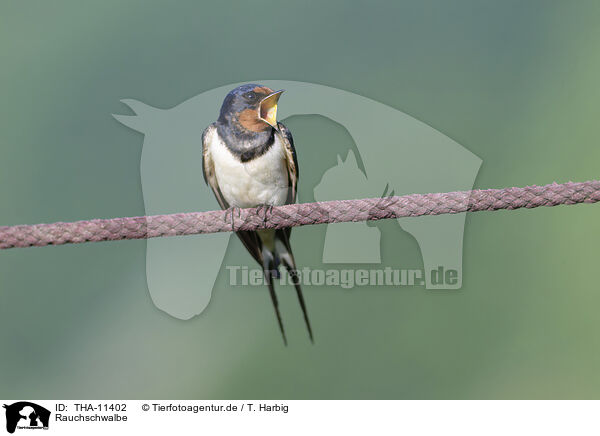 Rauchschwalbe / chimney swallow / THA-11402