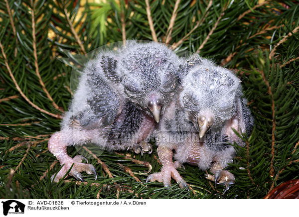 Raufukauzkken / boreal owl fledgling / AVD-01838