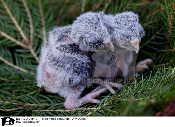 Raufukauzkken / boreal owl fledgling / AVD-01840
