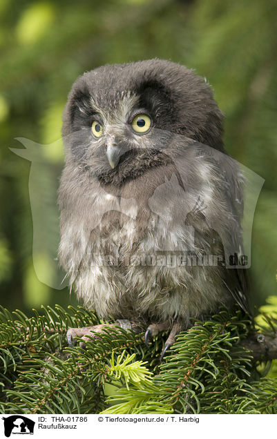 Raufukauz / boreal owl / THA-01786