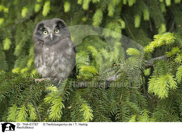Raufukauz / boreal owl / THA-01787