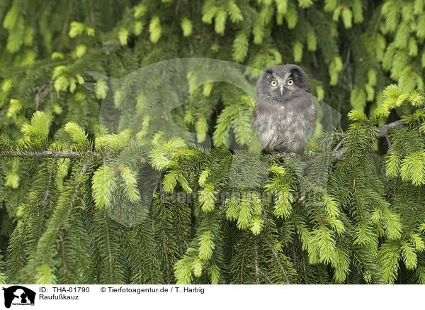Raufukauz / boreal owl / THA-01790